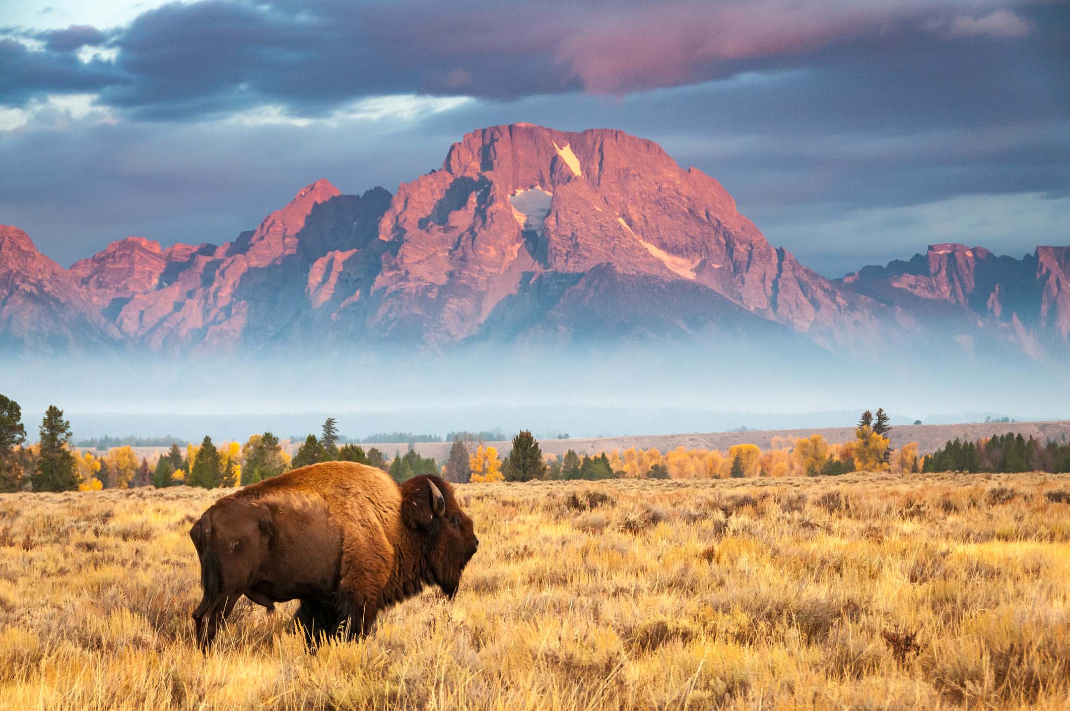 Buffalo in a field with background of mountain in Wyoming countryside 