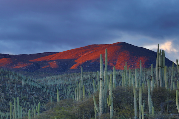 arizona desert